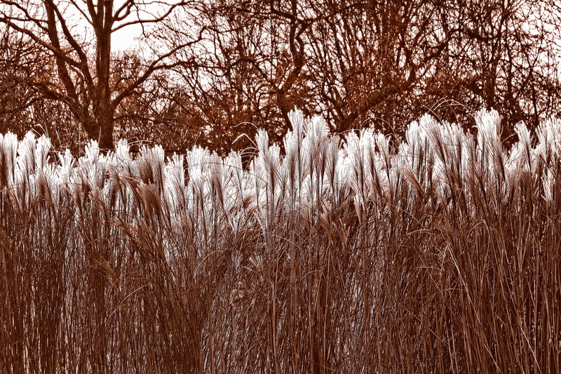 growth, cortaderia selloana, land, sunny day, feathery, non-urban scene, field, sunlight, day, winter, fluffy, cold temperature, plant, beauty in nature