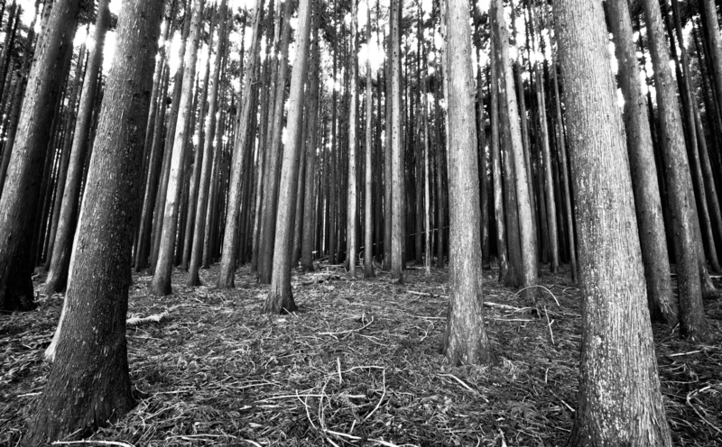 bamboo, Black, blackandwhite, Nature, non-urban scene, no people, tranquil scene, Forest, White, Dark, talltrees, Monochrome, low angle view, trunk, growth