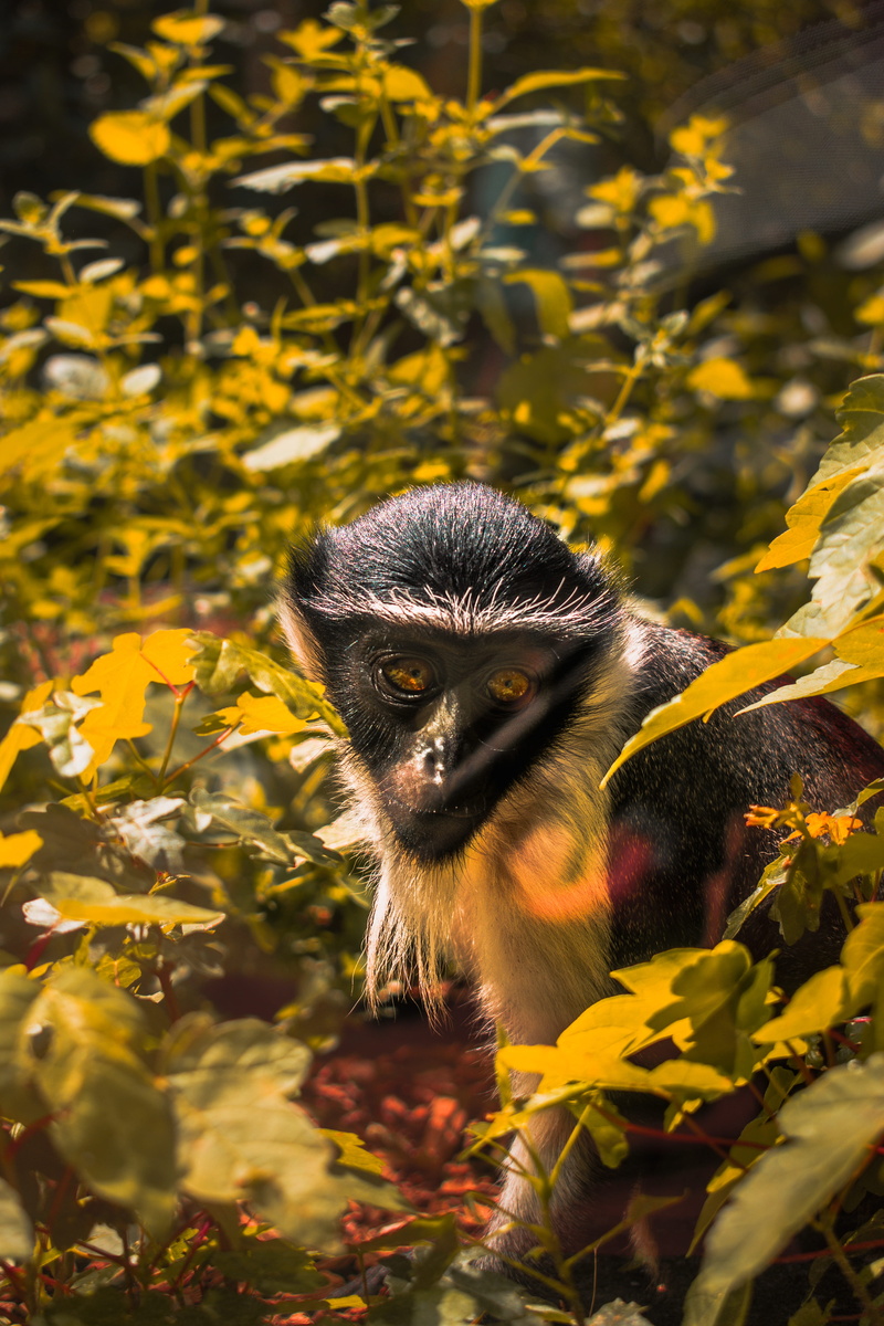leaf, portrait, feature, travel, day, zoo, land, sunlight, germany, tree, leaves, 5K, animal themes, no people, primate, photography, one animal, animals