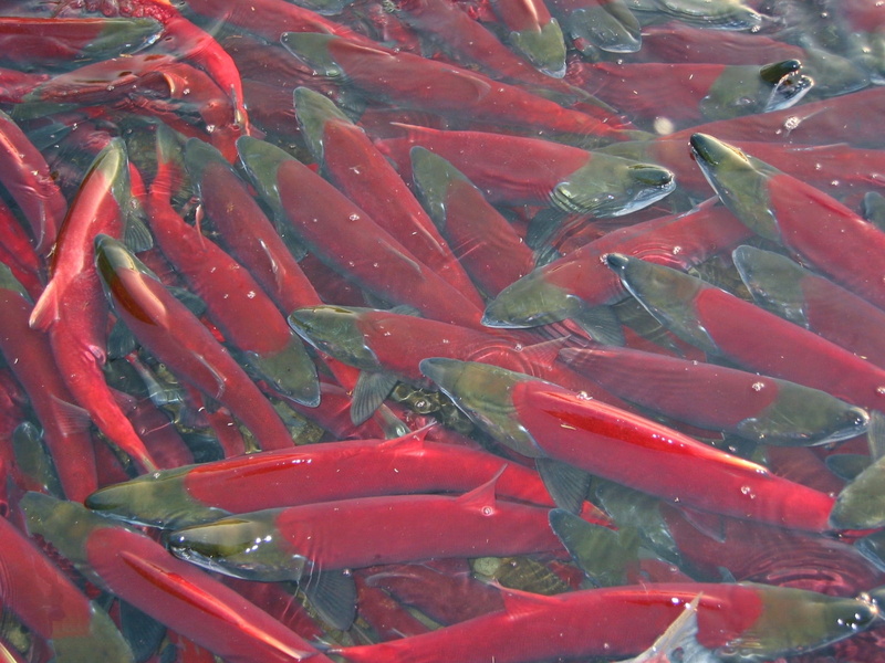 no people, day, backwater, chum, spawning, salmon, vegetable, 1080P, food, high angle view, spawn, yama, red chili pepper, large group of objects, still life