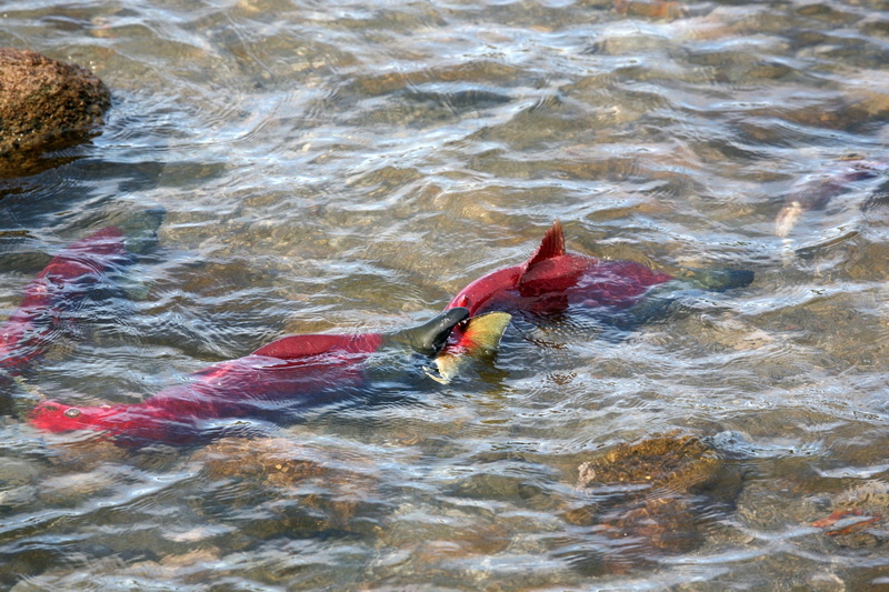 yama, nature, spawn, high angle view, water, aquatic sport, men, waterfront, chum, salmon, outdoors, leisure activity, predator, surfing, sea, one person