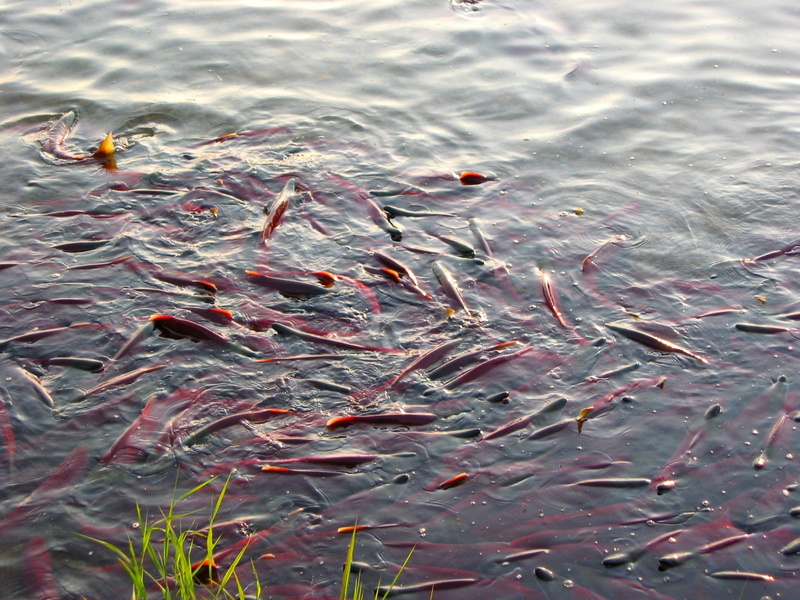 animals in the wild, high angle view, chum, swimming, day, marine, animal wildlife, waterfront, group of animals, 1080P, animal themes, fish, outdoors