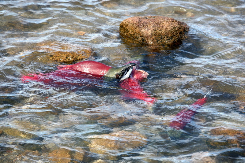 nature, animal wildlife, rippled, spawning, backwater, chum, outdoors, 1080P, predator, day, animal, red, solid, beach, waterfront, food and drink, high angle view