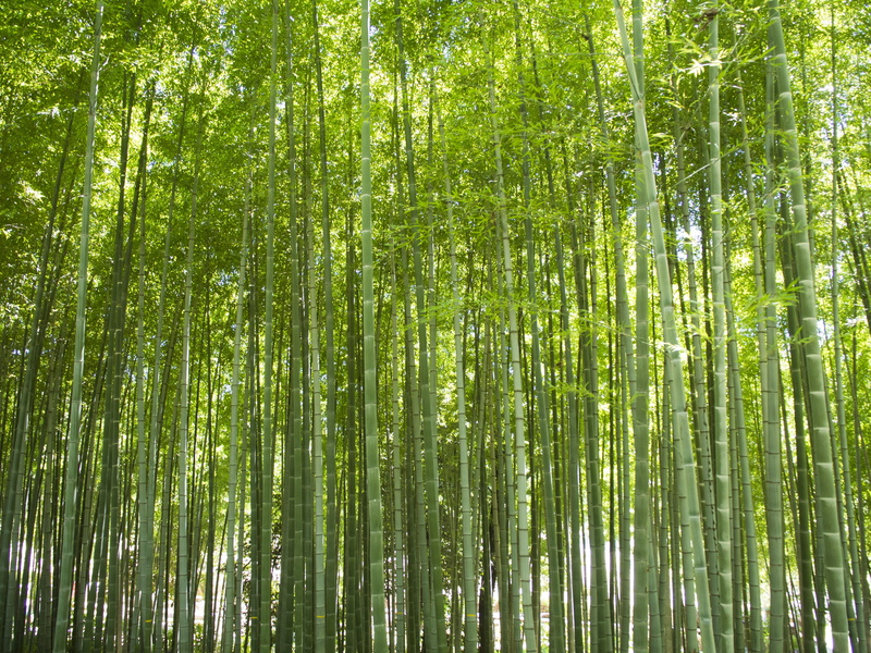 bamboo forest, backgrounds, japan, low angle view, growth, a lot, natural, wild, scenic, landscape, full frame, beauty in nature, no people, tranquility
