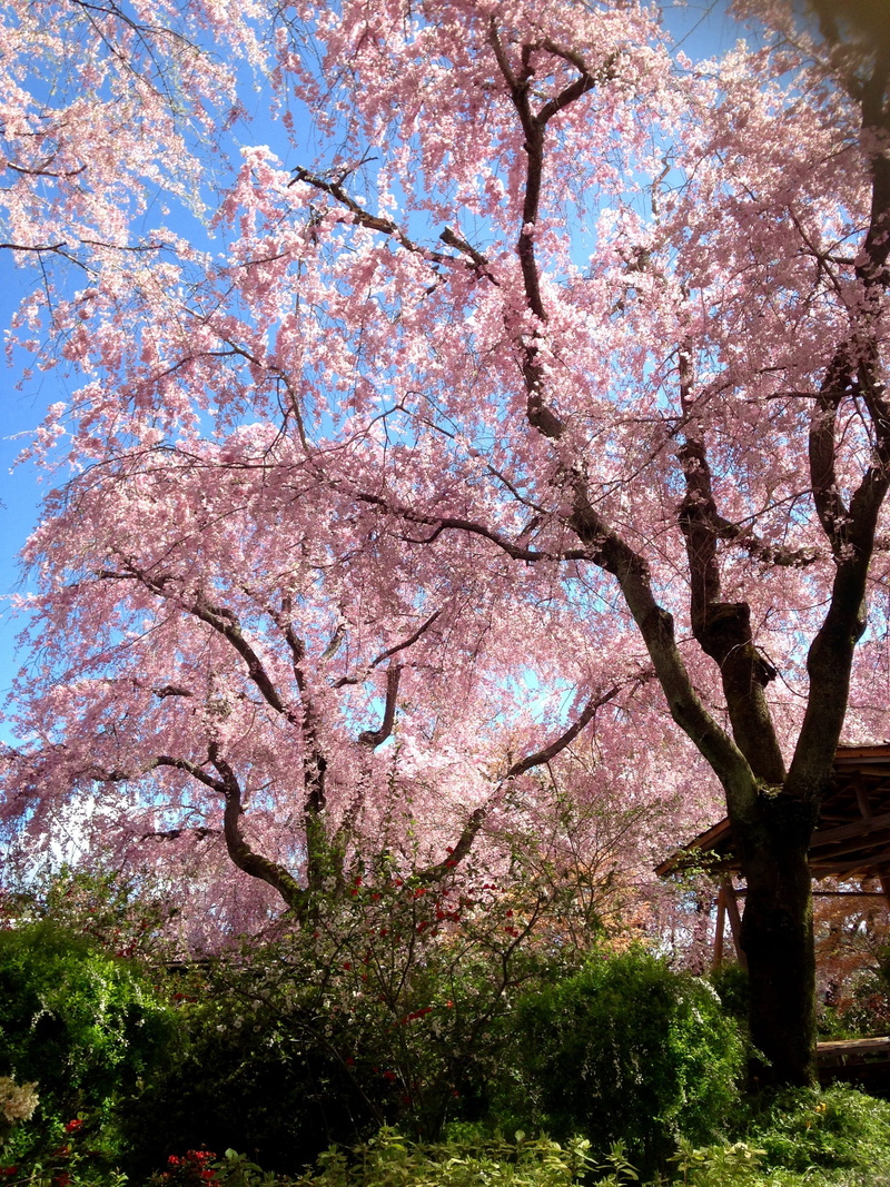 scenics - nature, outdoors, freshness, wood, natural, pink color, pink, springtime, Cherry, fragility, beauty in nature, flower, 2K, no people, Spring