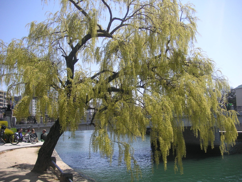 day, park, lake, outdoors, growth, no people, weeping willow tree, tranquil scene, park - man made space, hiroshima, willow, nature, scenics - nature, waterfront