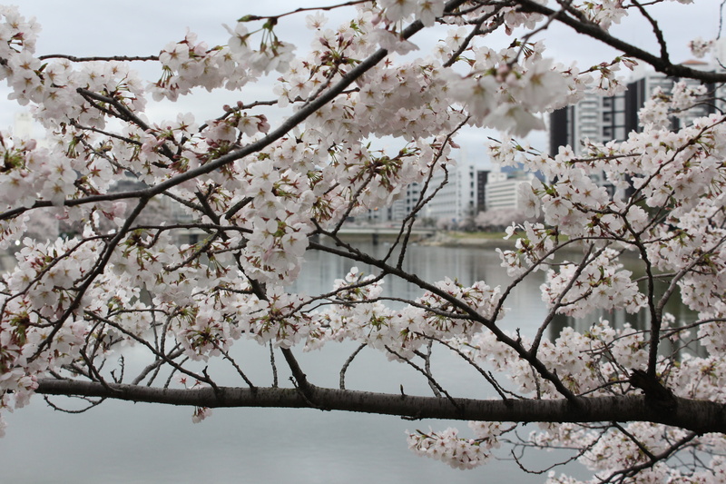 branch, focus on foreground, springtime, plant, growth, petal, no people, pink Color, flower, blossom, water, cherry Blossom, blossoming, tree, flowering plant