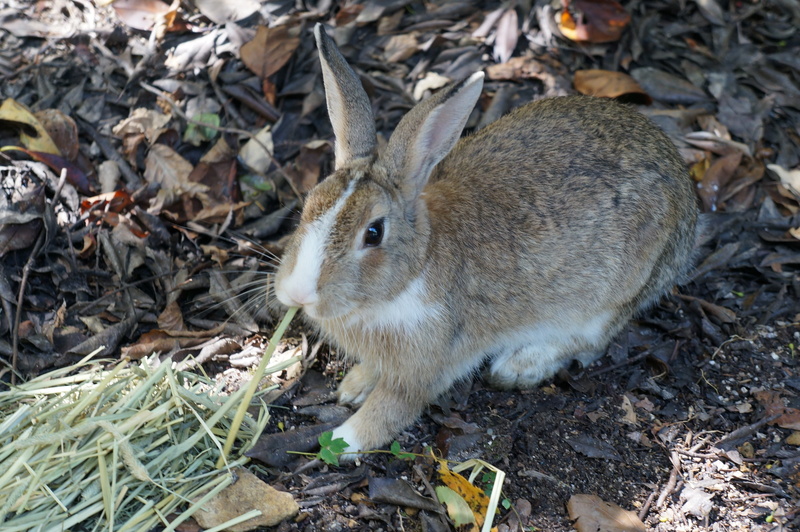 small animals, animal head, rodent, 4K, Hiroshima, nature, domestic, outdoors, mammal, close-up, ōkunoshima, no people, pets, vertebrate, animal, Rabbit