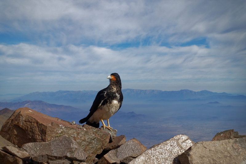 no people, vertebrate, mountain, rock - object, bird, perching, rock, beauty in nature, scenics - nature, solid, outdoors, cloud - sky, chile