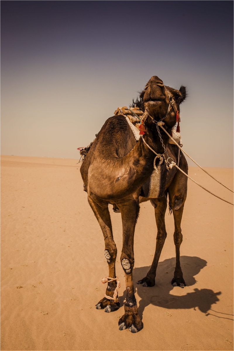 herbivorous, nature, Salmi Desert, bridle, daylight, landscape, one animal, Arabian camel, desert, domestic animals, sky, camel, 5K, vertebrate, working animal