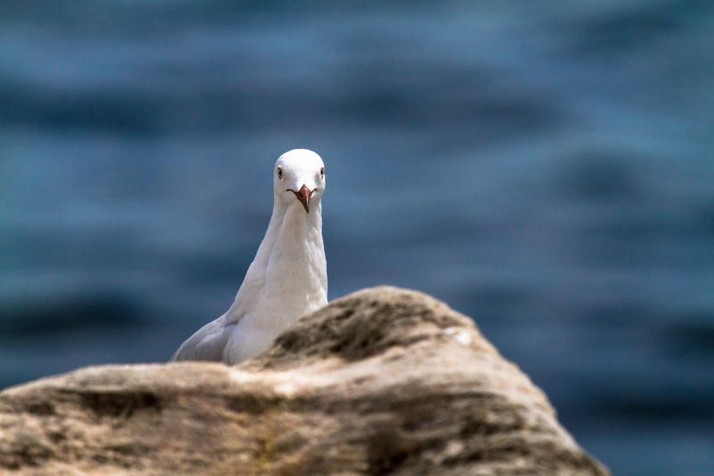 animal themes, manly, animals in the wild, solid, shelly beach, animal, rock, day, one animal, no people, nature, rock - object, pigeon, sea, vertebrate