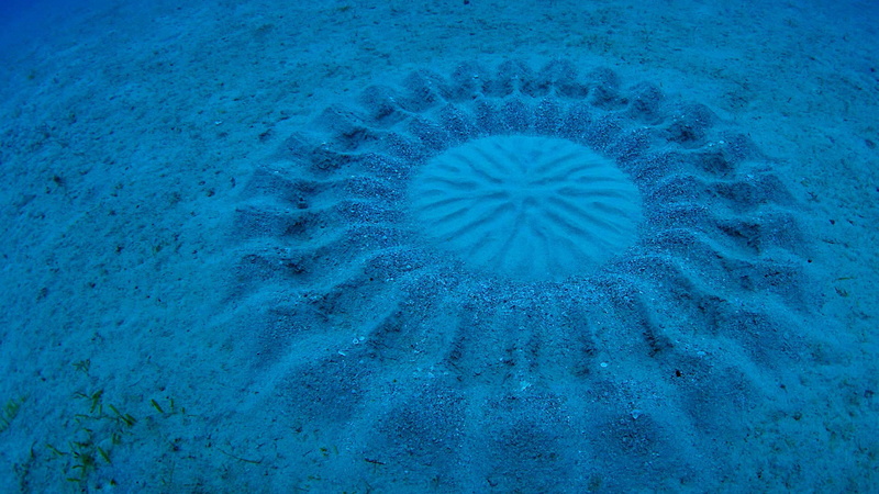 Kagoshima, Oshima, Japan, the nest of the fish-dog, 1080P, the bottom, sand, sea
