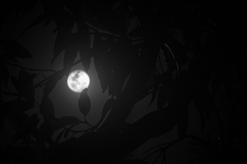 light - natural phenomenon, black background, silhouette, plant part, electric lamp, tranquility, silent moon, no people, sky, planetary moon, illuminated