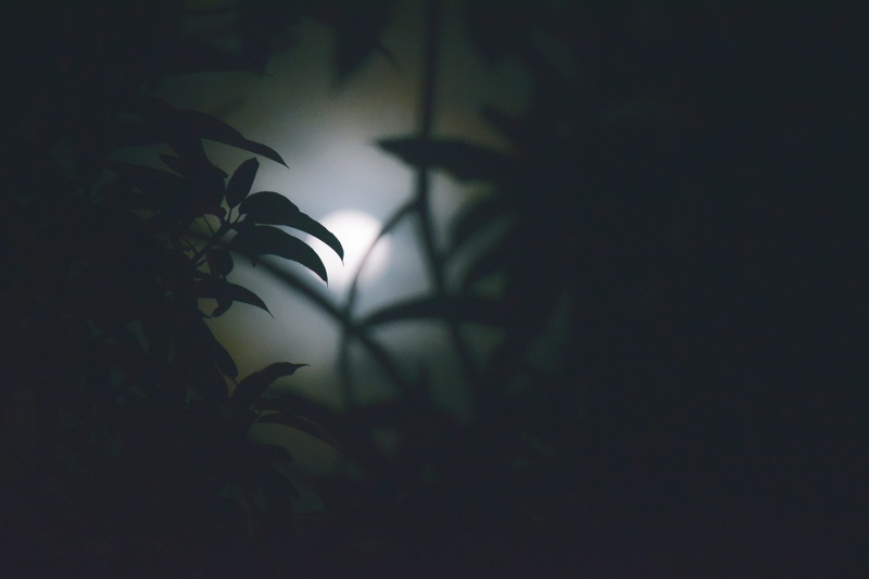 plant, silent night, tree, nature, silhouette, green color, 5K, darkness, focus on foreground, spooky, light - natural phenomenon, no people, moon, dark