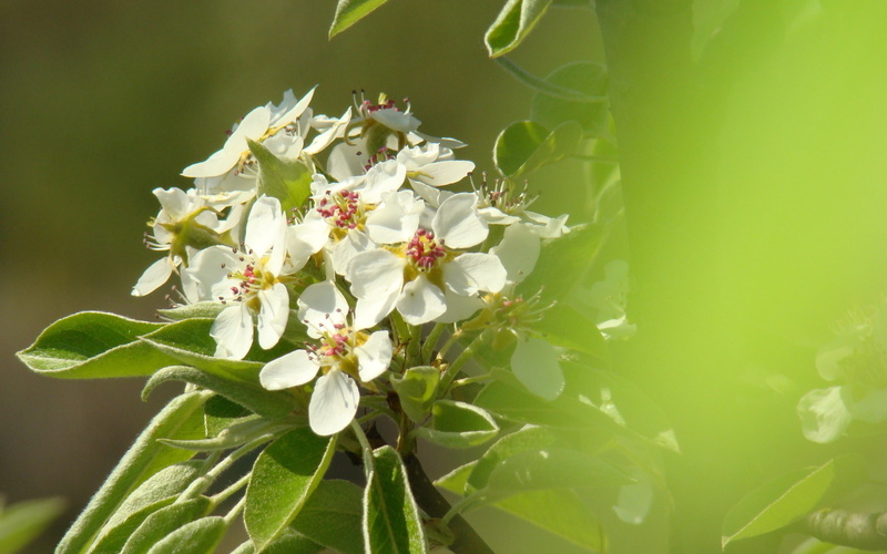 Apple Blossom, nature, flowers, 2K, spring, blossoms