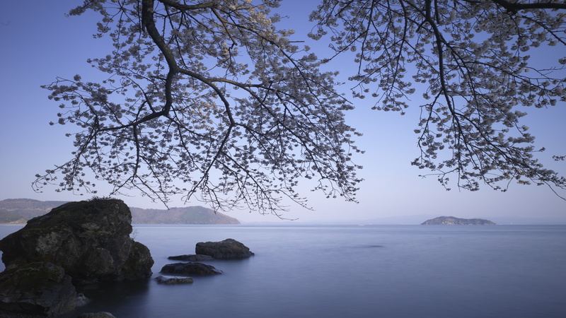 rock, shore, spring, bay, blossom, lake, 8K, horizon, tree, coast, branch, calm