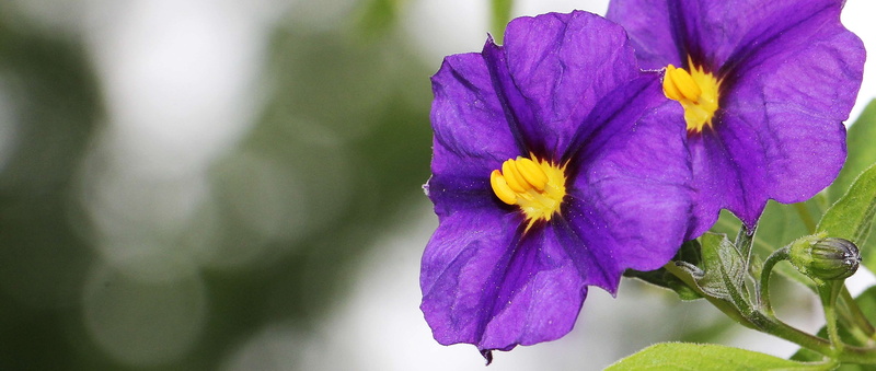 potato tree, freshness, plant, no people, pollen, growth, petal, gentian shrub, flowers, background image, ornamental plant, inflorescence, potato tree fl