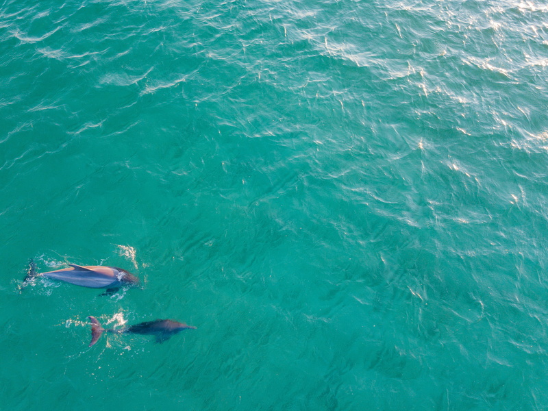 animal, beach, dolphin, united states, aquatic, coho, waterfront, mammal, animal wildlife, high angle view, fish, marine, motion, ocean, pensacola beach