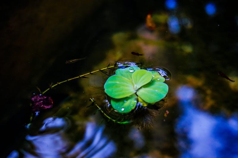 floating plant, Ripple, outdoors, drop, plant part, floating on water, 2K, tranquil water with greenly plant, animal themes, Duckweed, undersea, fl, beauty in nature