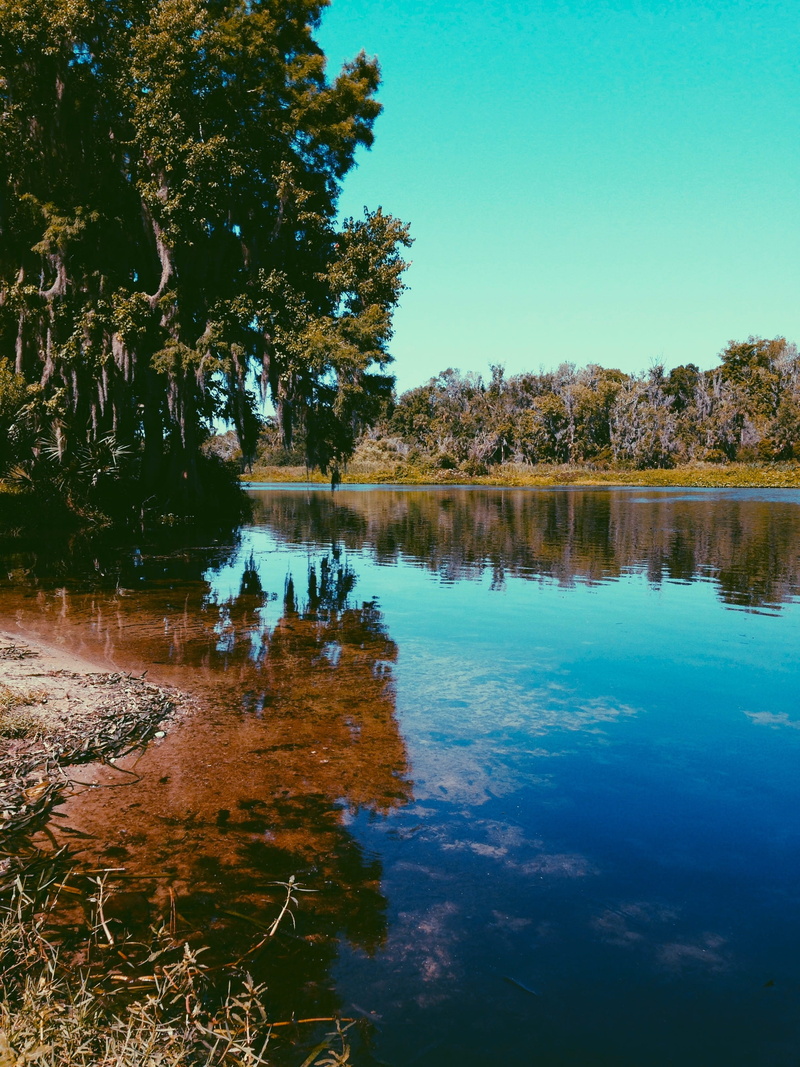 beauty In Nature, waterfront, Fl, place, tree, sky, reflection lake, pond, Usa, lake, tranquil Scene, blue, outdoors, non-urban scene, summer, clear sky
