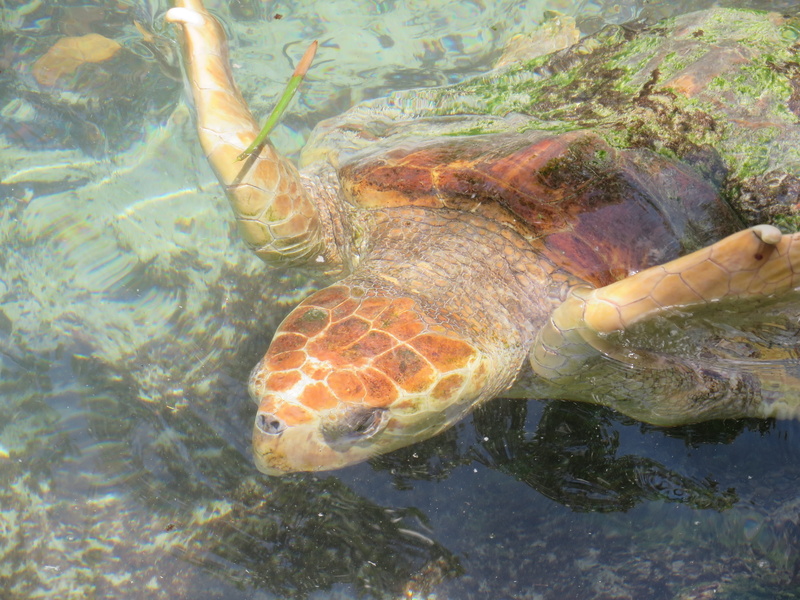 animal, turtle, usa, sea turtle, undersea, swimming, fl, one animal, animal wildlife, nature, reptile, animals in the wild, sea life, day, underwater, water