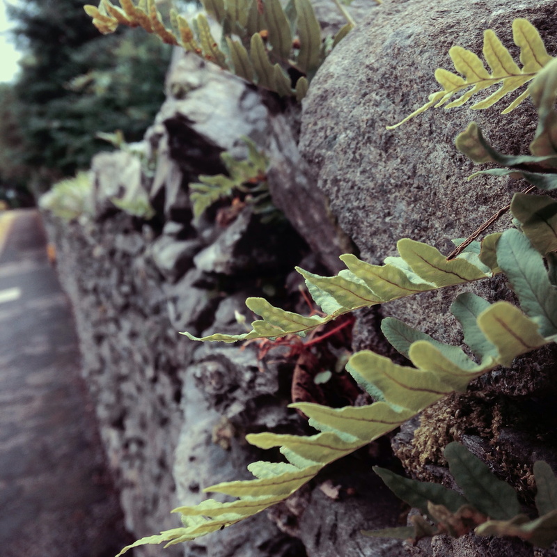 selective focus, green color, day, united kingdom, plant, outdoors, moss, growth, nature, plants, no people, close-up, rock, food and drink, 1080P, high angle view