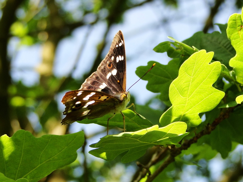 day, nature, butterfly, butterfly - insect, outdoors, animal wildlife, plant part, mourning, insect, animal themes, 2K, green, growth, invertebrate, green color
