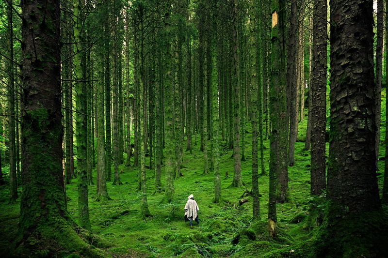 rear view, lush, forest, trunks, nature, green, wilderness, tree, tranquility, domestic, growth, atmospheric, tall, plant, one animal, tree trunk, outdoors