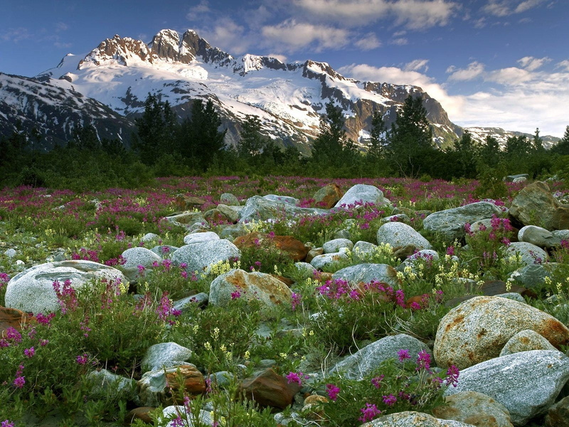 beauty In Nature, flower, snow, cold temperature, snowcapped mountain, nature, summer, flowering plant, hiking, mountain, blue, petaled, tree, mountains