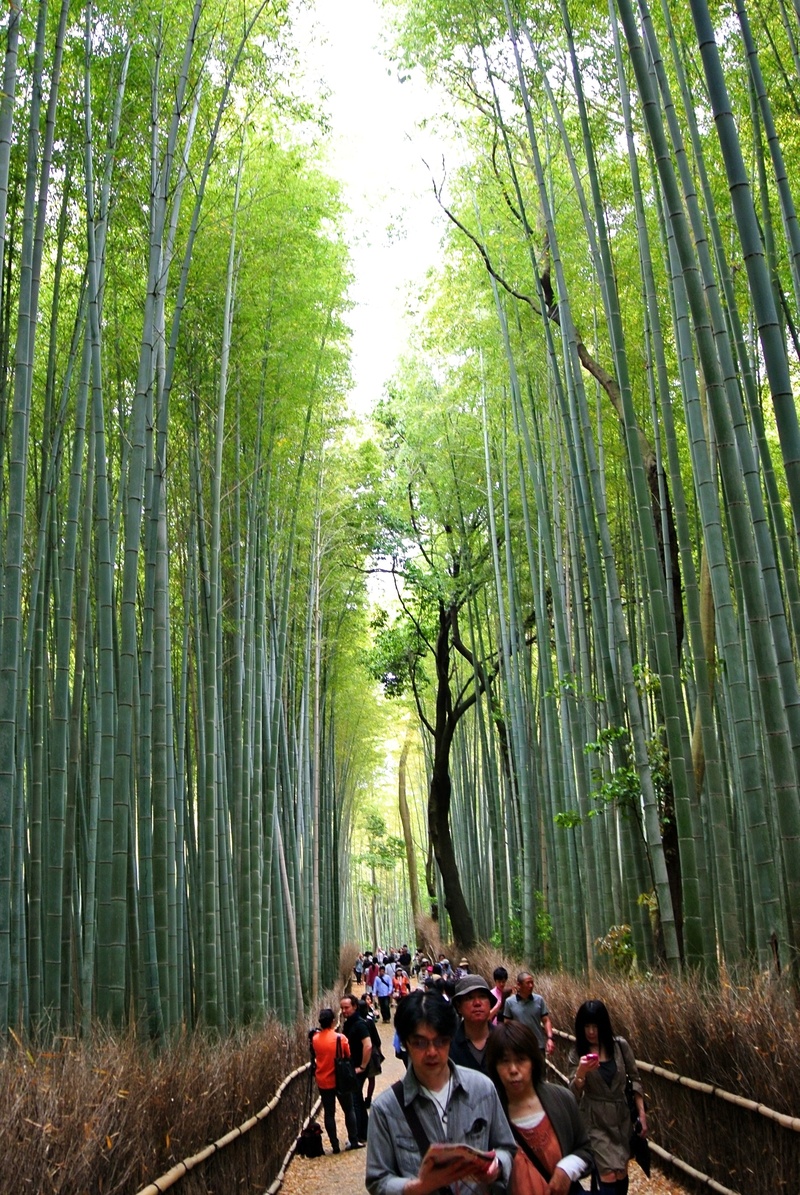 outdoors, women, tranquility, green color, growth, bamboo, day, beauty in nature, forest, sagano, bamboo grove, leisure activity, group of people, land