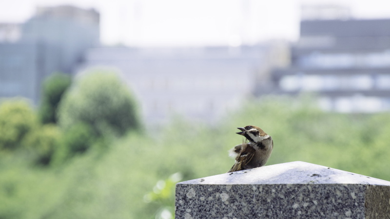 anthus, bird, mammal, tombstone, sparrow, animal, blue jay, vegetation, one animal, agelaius, plant, finch, water, rock - object, beak, tomb, vertebrate