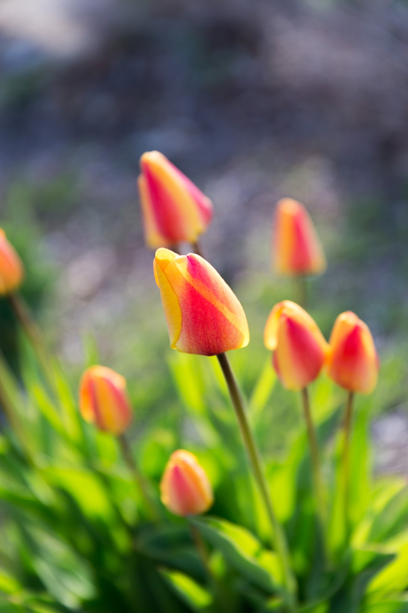 F2, tulip, filter, plant, yellow, USM, springtime, meadow, 70mm, cp, tulips, Canon EF, Spring, selective, nature, beauty In Nature, outdoors, season, II