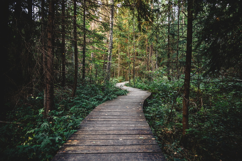 pathway, scenics, boardwalk, woods, hiking, growth, non-urban scene, surrounded, forest, trekking, land, tranquil scene, leaf, day, direction, near, plant