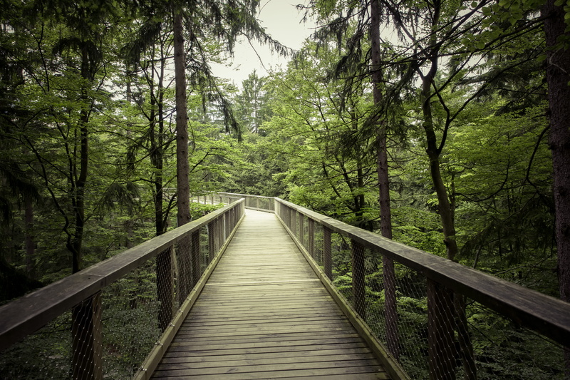 wood, pathway, non-urban scene, daylight, long, connection, beauty in nature, outdoors, growth, environment, scenic, park, bridge - man made structure