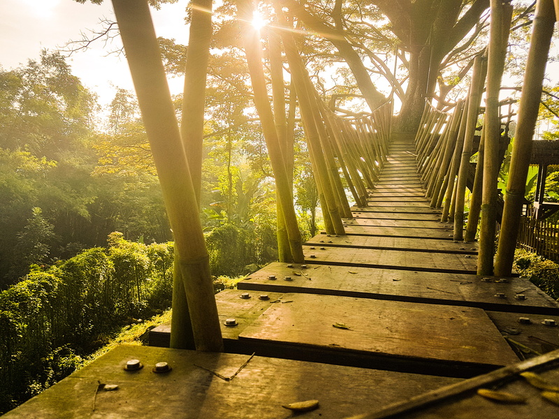 tranquility, land, growth, light, brown, sun, nature, day, scenics - nature, forest, blue, public domain images, outdoors, 2K, wooden, pathway, no people