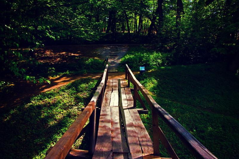 tranquil scene, water, guidance, 5K, tree, golden, beauty in nature, pathway, park, path, wood - material, plant, outdoors, daylight, connection, track