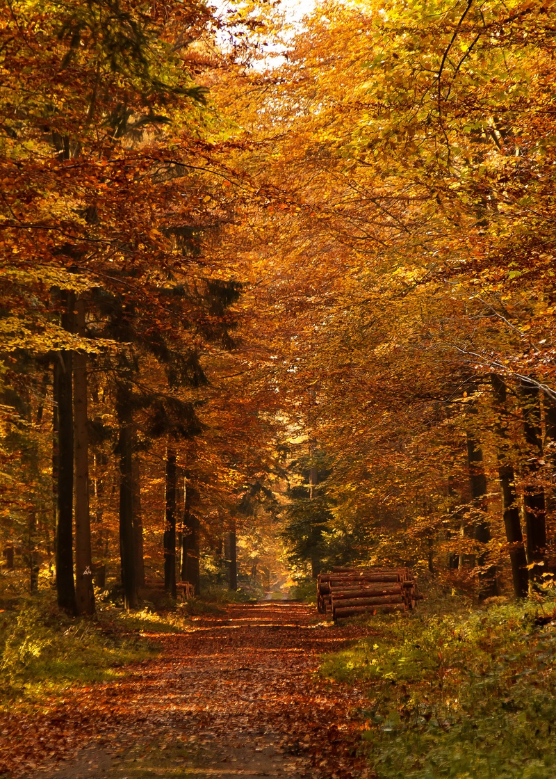 scenics, park - Man Made Space, yellow, nature, autumn, plant part, scenics - nature, back light, leaf, land, natural condition, brown, fall leaves, plant
