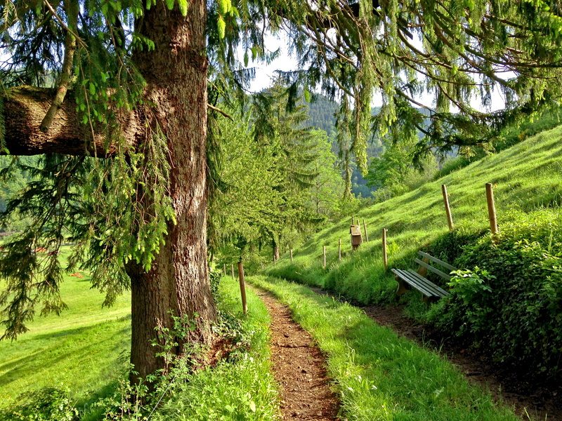 tree trunk, branch, direction, near, no people, the way forward, white, bike tour, fence, black forest, 2K, placed, trunk, path, environment, grass, field