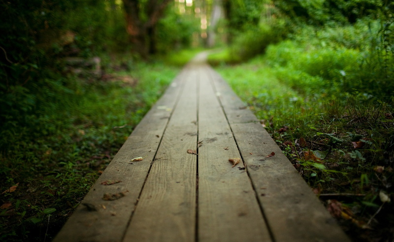 surface level, direction, forest, tree, focus on foreground, nature, vanishing point, wood - material, day, Summer, brown, diminishing perspective, pathway