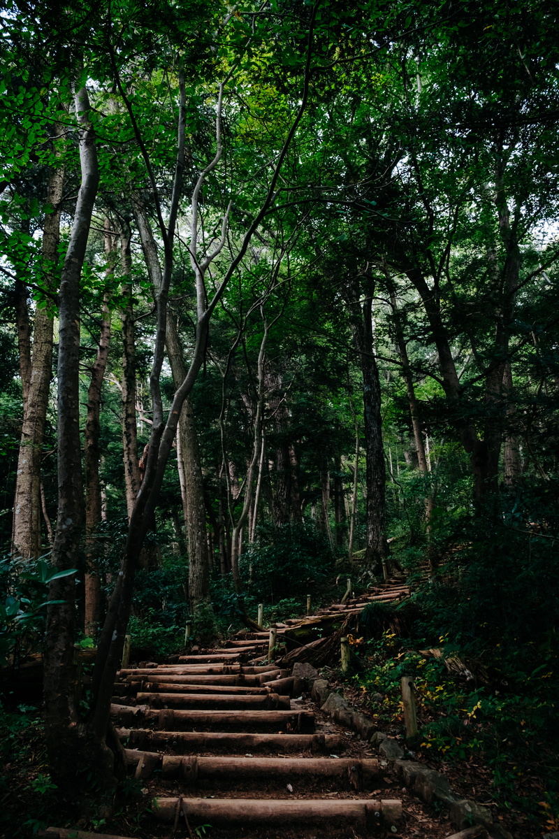 growth, tranquil scene, the way forward, wood, bridge, remote, direction, tranquility, forest, land, woodland, surreal, pathway, leading, plant, nature