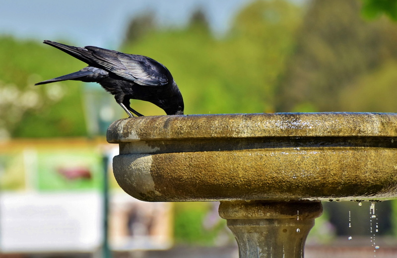 crow, animal wildlife, metal, day, fountain, vertebrate, common raven, raven bird, black color, animal themes, animal, animals in the wild, 4K, nature