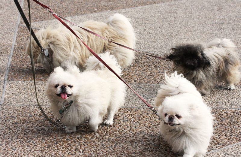 leads, group of animals, domestic Animals, dog, canine, walk, high angle view, cute, white color, friendship, black Color, mammal, young Animal, animal themes