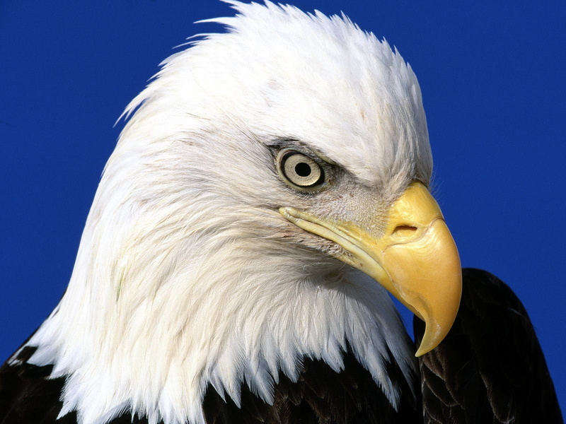 noble, eagle, 720P, bald, lead