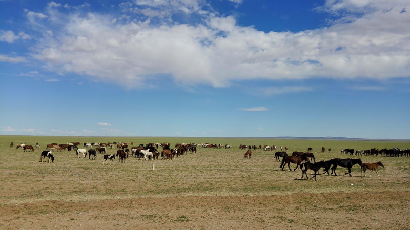 travel, herd, 4K, nature, environment, pets, domestic, livestock, animals in the wild, horse, day, cloud - sky, vertebrate, field, landscape, land, scenery