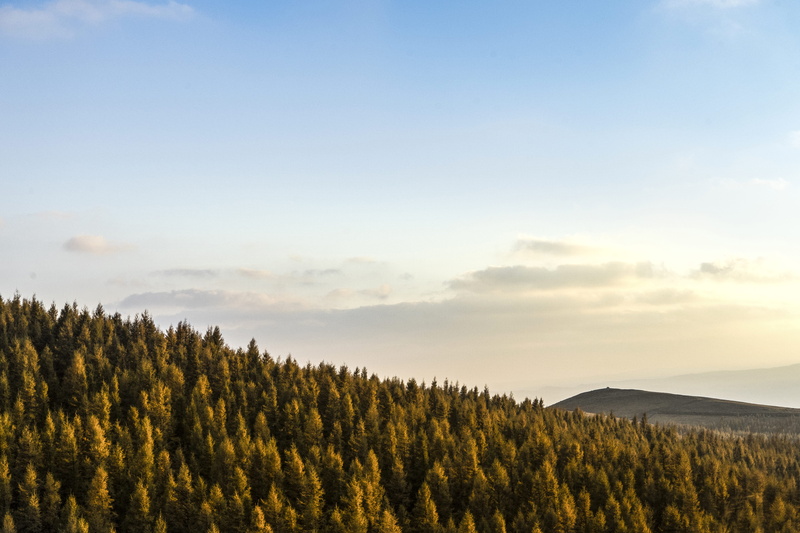 pine woodland, environment, autumn, tranquil scene, scenics - nature, coniferous tree, landscape, non-urban scene, 5K, cloud - sky, tree, outdoors, nature