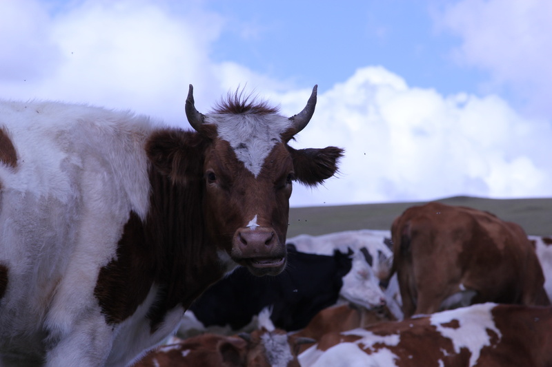 inner mongolia, sky, yellow cattle, field, group of animals, cattle, no people, nature, domestic, dairy cow, pets, 5K, cow, prairie, animal head, portrait