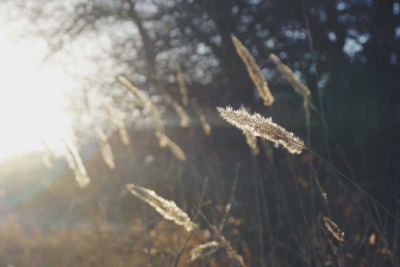 inner mongolia, tranquil scene, lawn, grass, focus on foreground, tranquility, sunset, day, selective focus, texture, lakeside, reed, root, close-up, ditch
