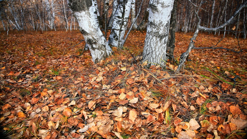 plant part, day, tranquility, orange color, trunk, tree, autumn collection, autumn, change, tree trunk, land, 4K, plant, inner-mongolia, falling, fall