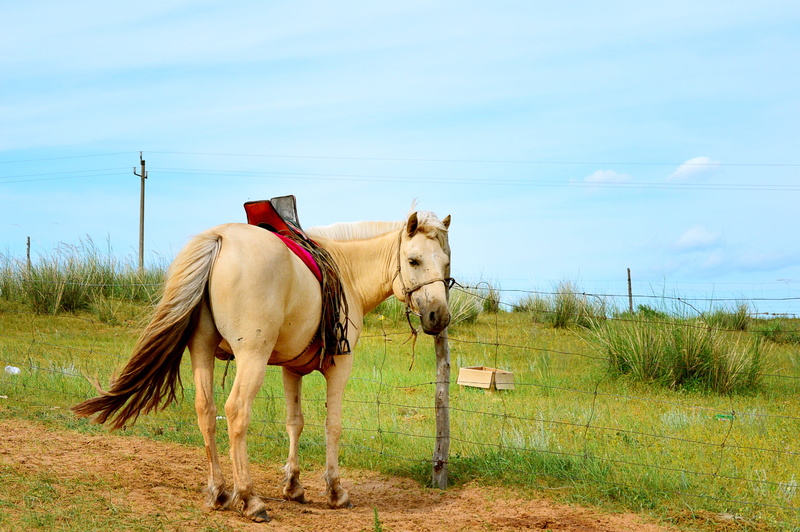 land, gol, no people, grass, one animal, nature, plant, pets, outdoors, horse, inner mongolia, animal wildlife, mammal, herbivorous, vertebrate, sky, domestic