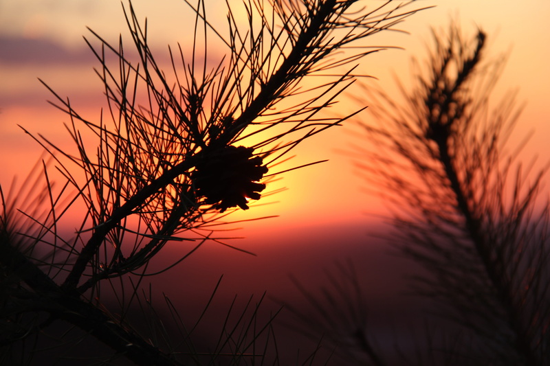 no people, gold colored, sky, tranquil scene, close-up, Sunset, scenics, Echinacea, Inner Mongolia, timothy grass, stalk, orange color, 5K, silhouette